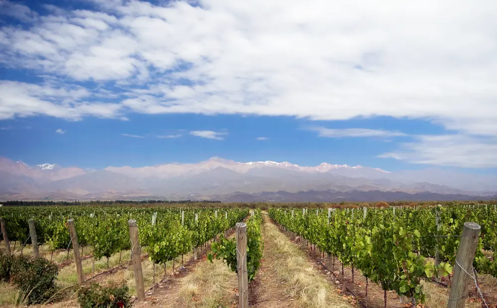 阿根廷 Mendoza 高海拔真实葡萄园与安第斯山景观