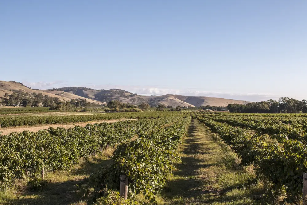 澳洲 Barossa Valley 真实葡萄园景观