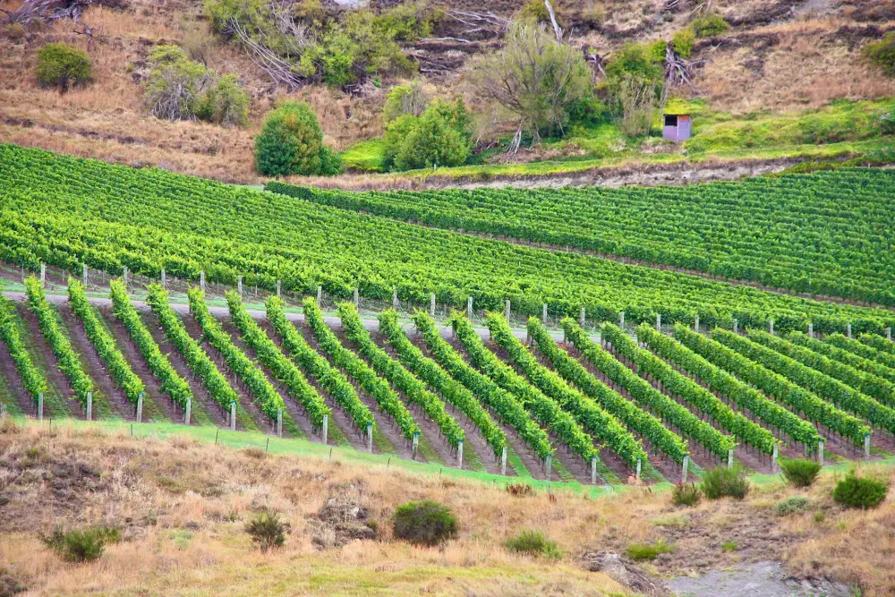 纽西兰 Central Otago 真实山谷葡萄园