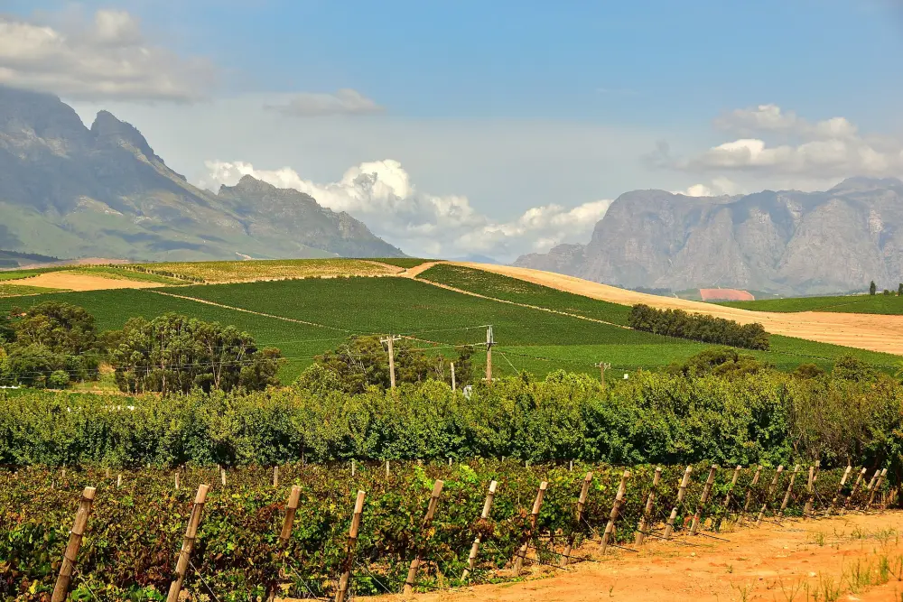 南非 Stellenbosch 真实葡萄园与山脉景观